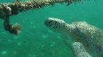 Schildpad